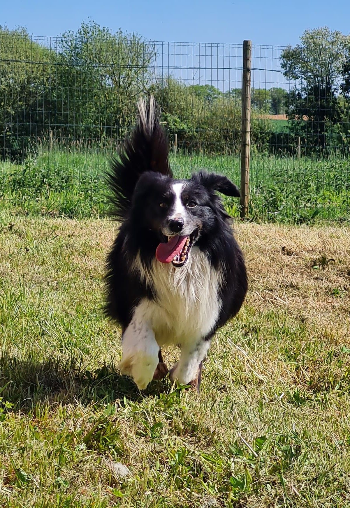 Chien berger américain miniature mâle