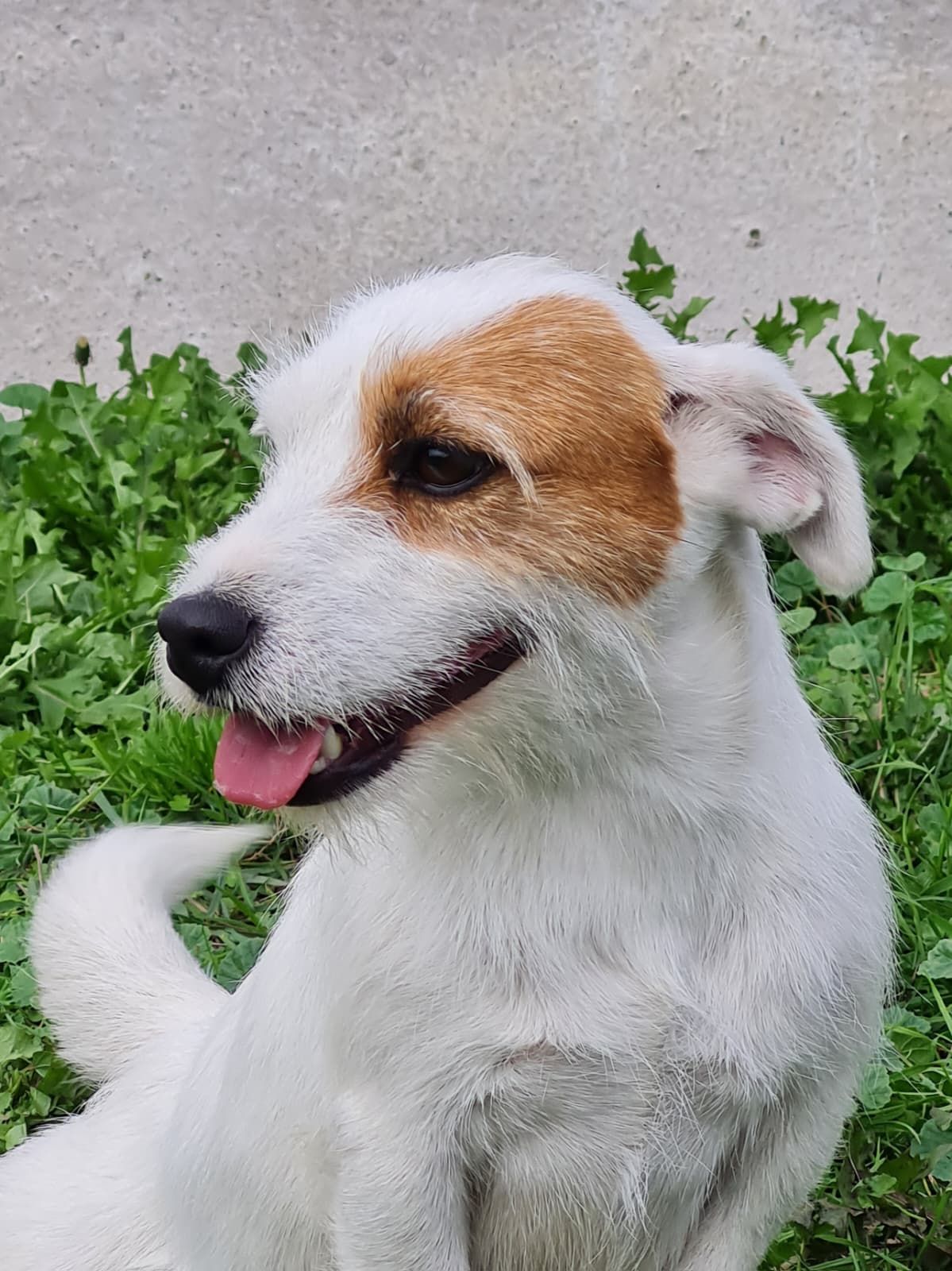 Jack russel femelle fauve et blanc