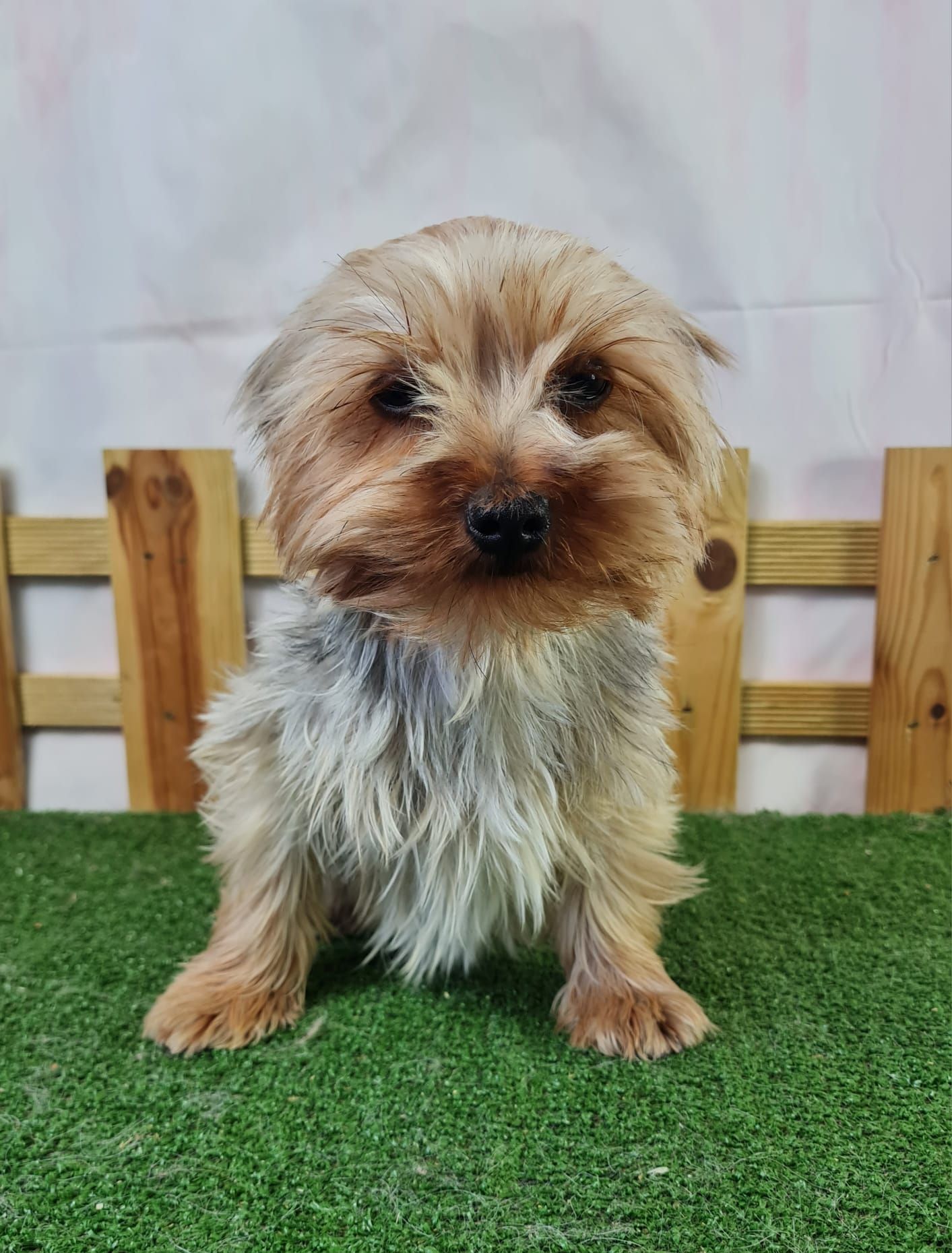 Jeune retraîtée yorkshire terrier femelle