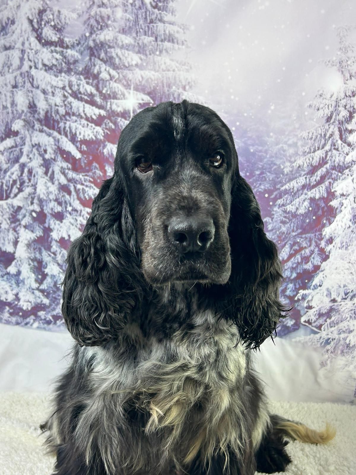 Chien femelle cocker anglais