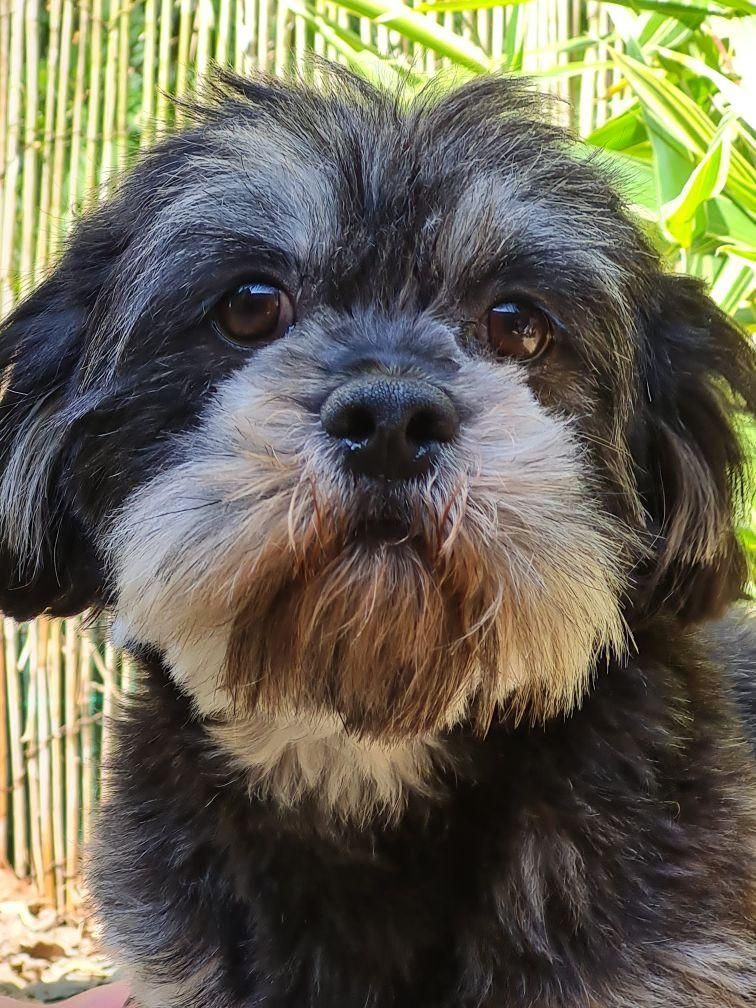 Adopter un Lhassa Apso adulte
