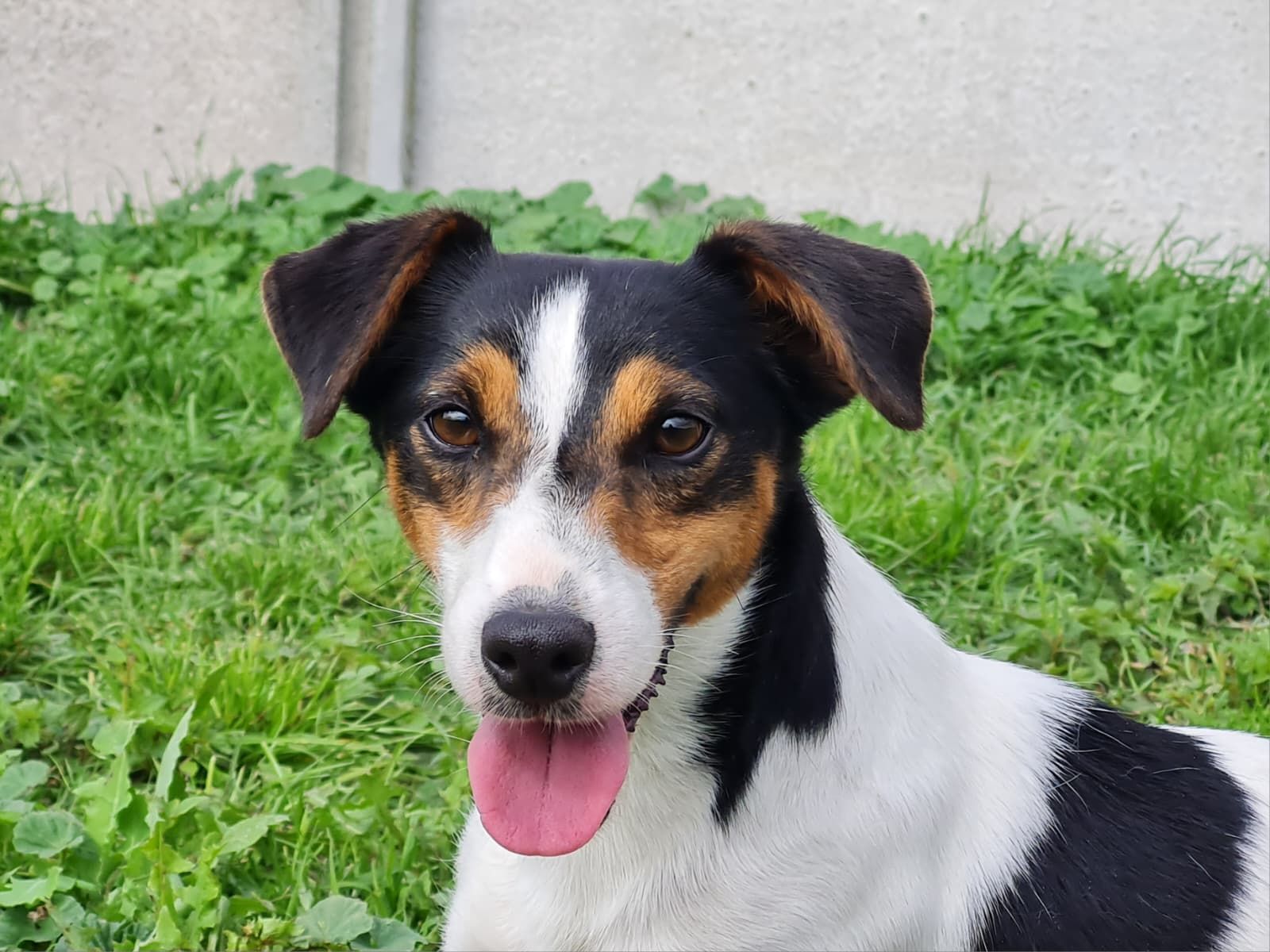 Jeune jack russel mâle tricolore