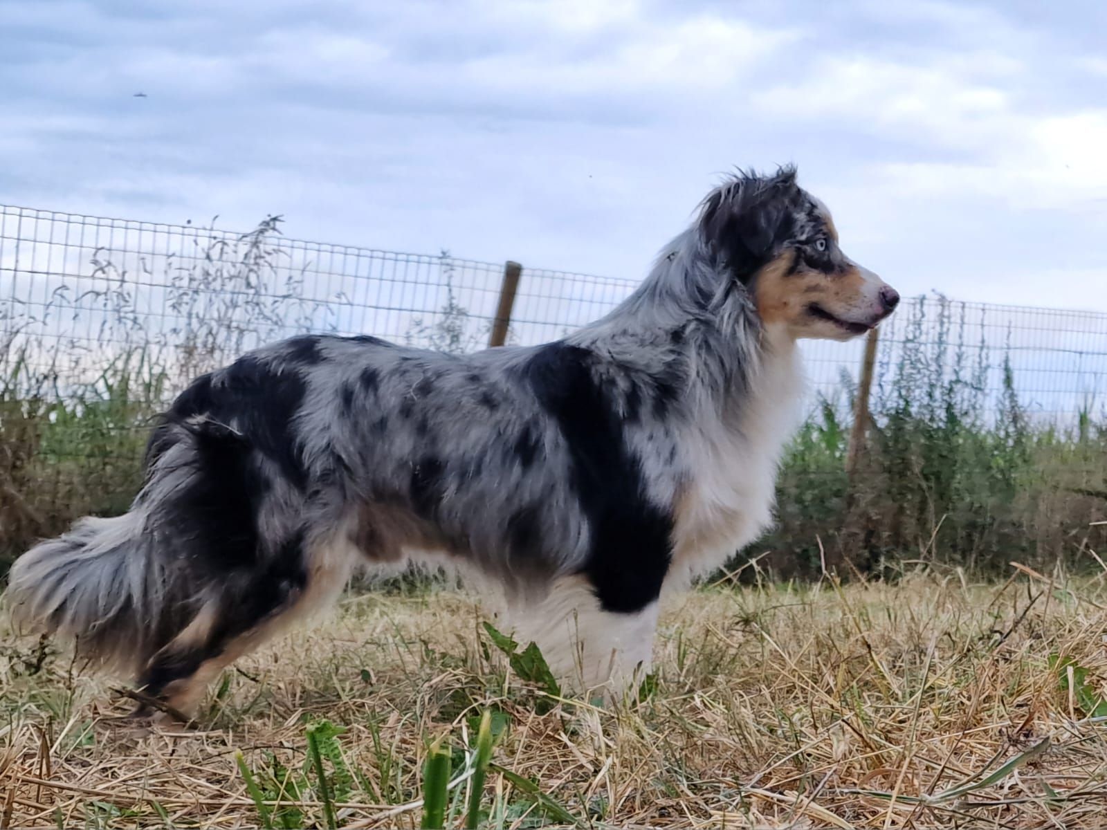 Chien tricolore debout vu de profil