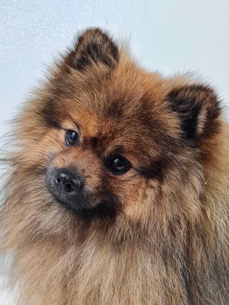 Chien mâle spitz nain