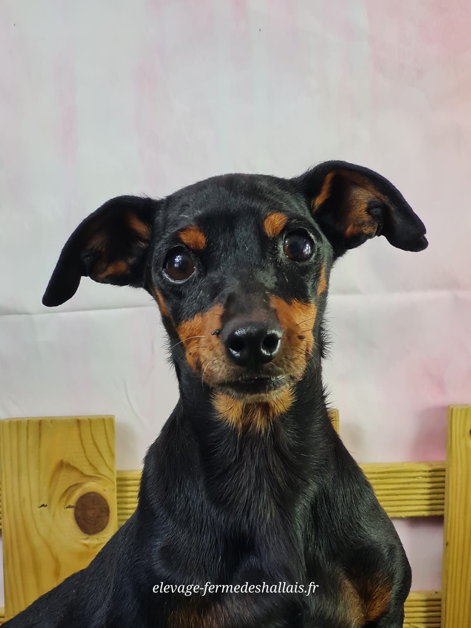 Chien pinscher nain femelle