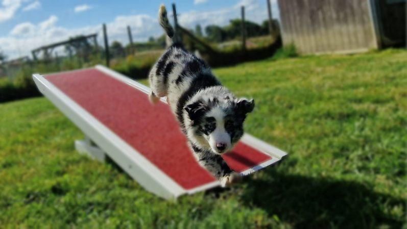 Chien tricolore courant sur un obstacle