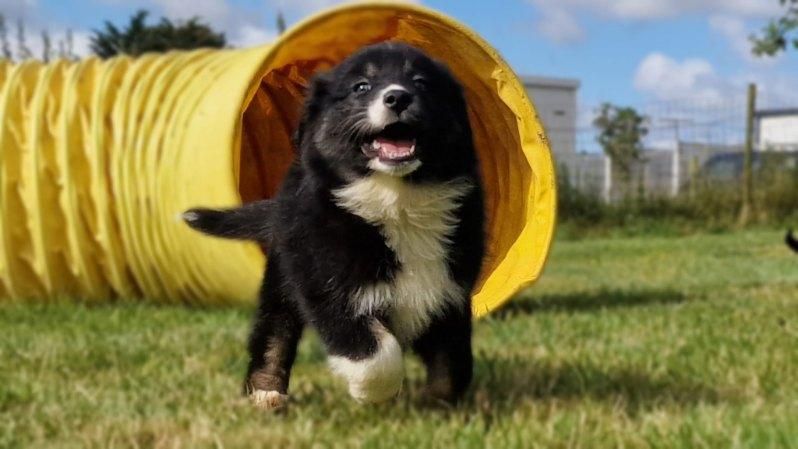 Chien de noir et blanc courant dans l'herbe avec un couloir jaune en arrière-plan