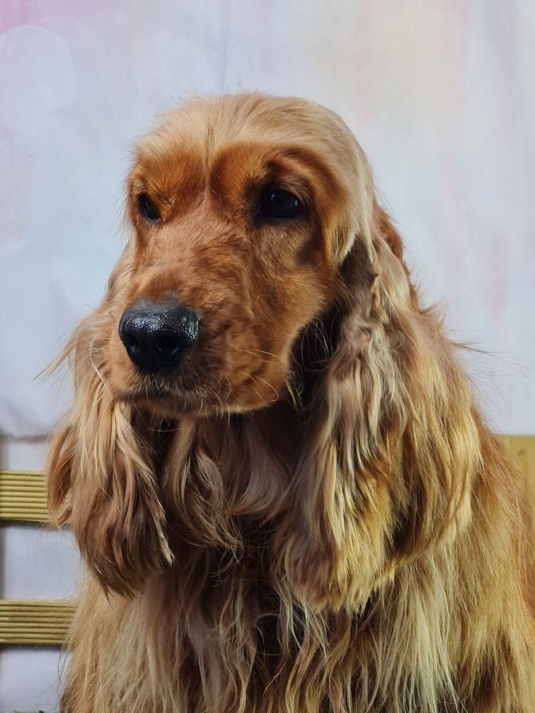 Photo de la tête d'un cocker anglais de couleur feu