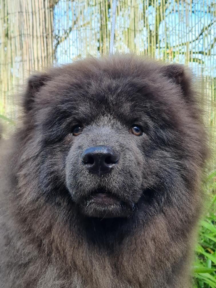 Photo de la tête d'un chow-chow de couleur noire
