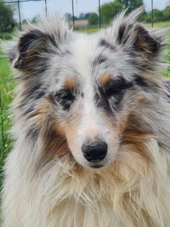 Portrait d'un jack russell
