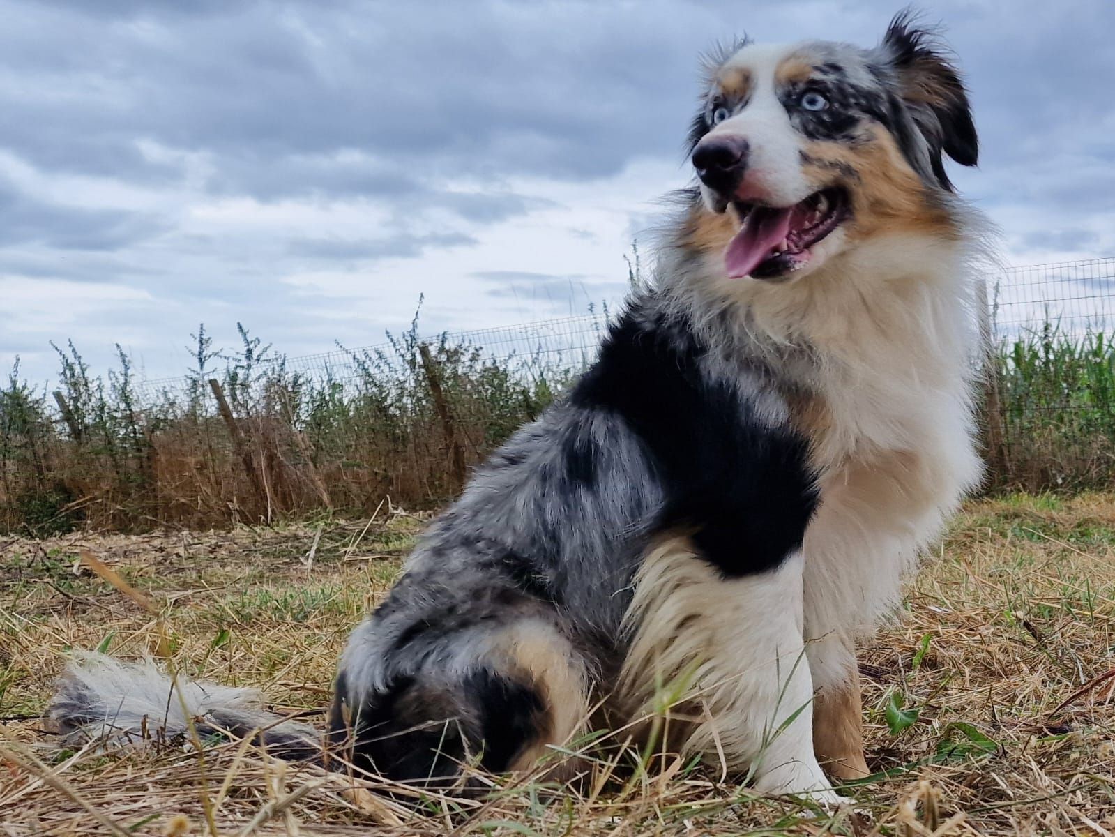 Chien adulte au pelage bleu merle, assis dans un champ, avec un sourire joyeux.