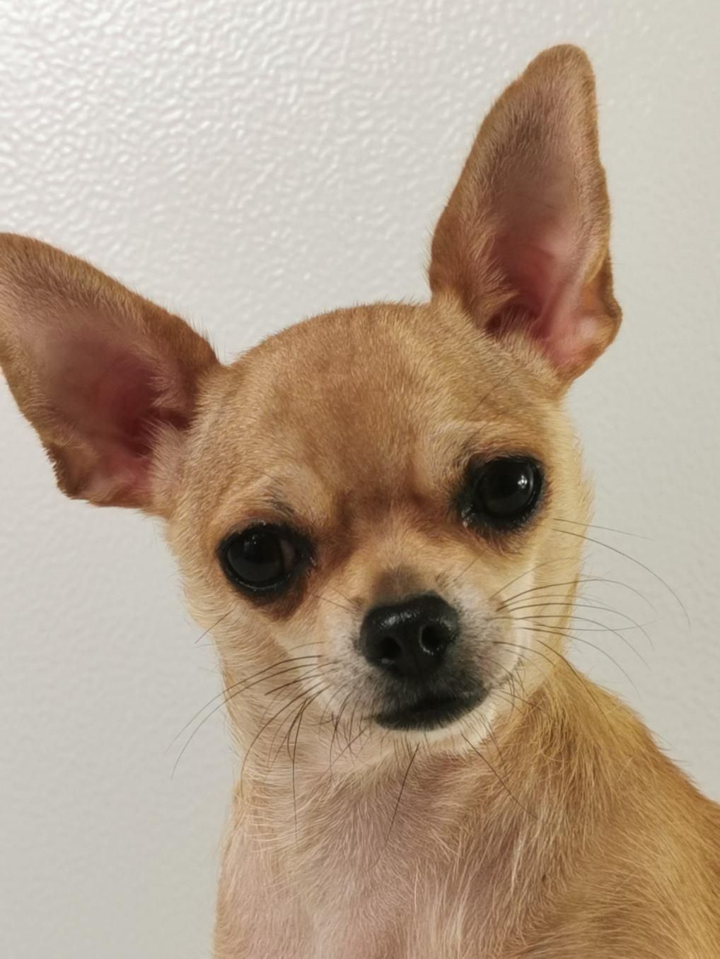Chien femelle chihuahua