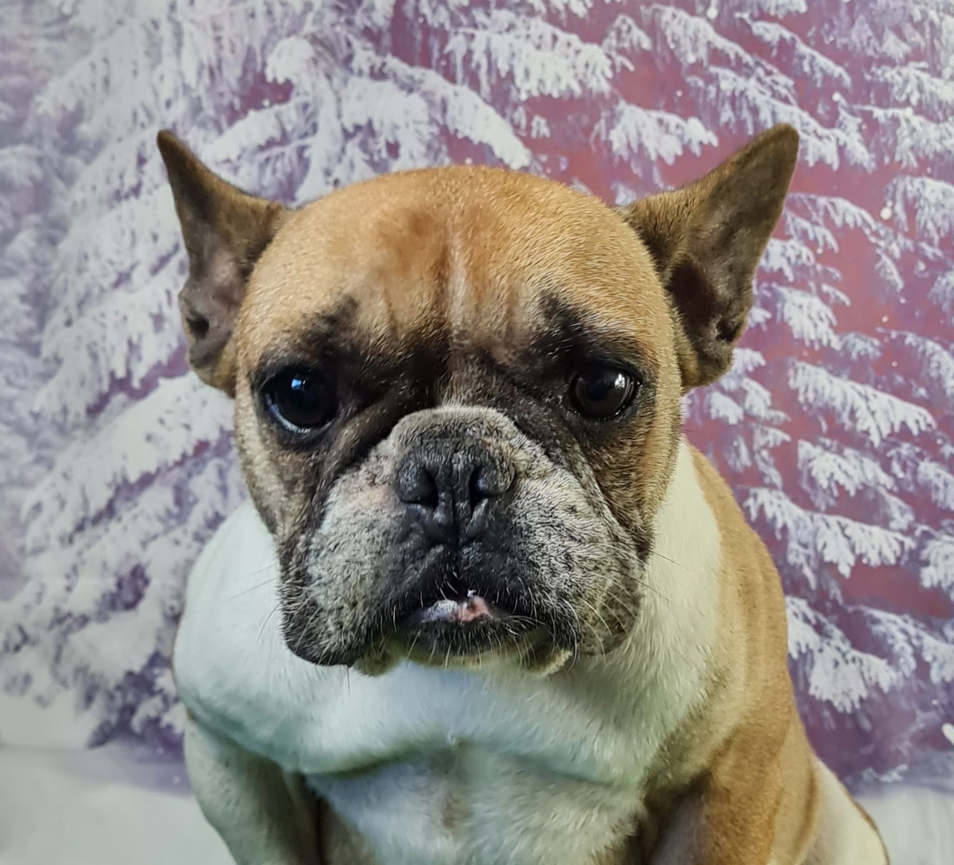Chien bouledogue français femelle