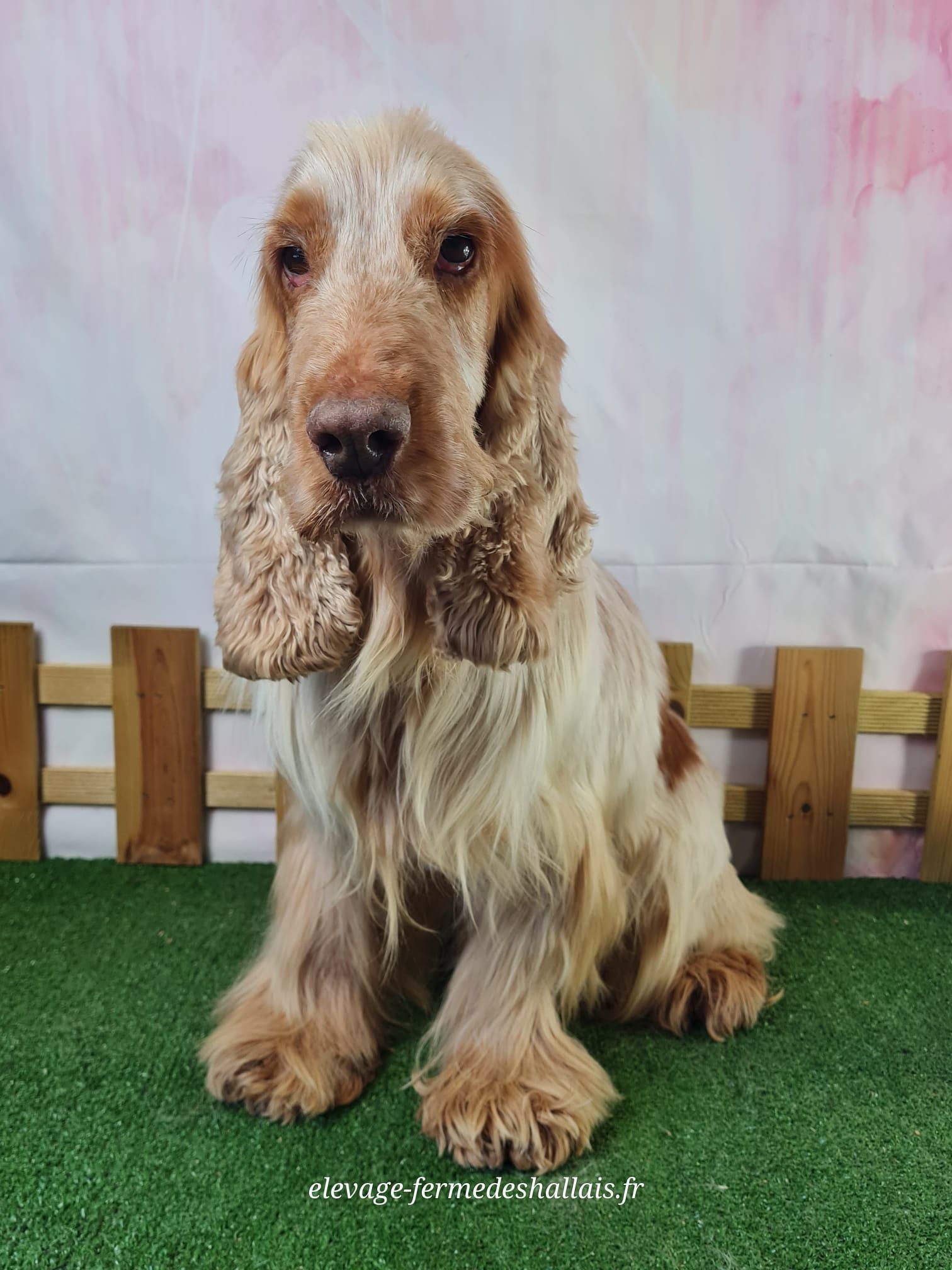 Chien cocker anglais golden mâle