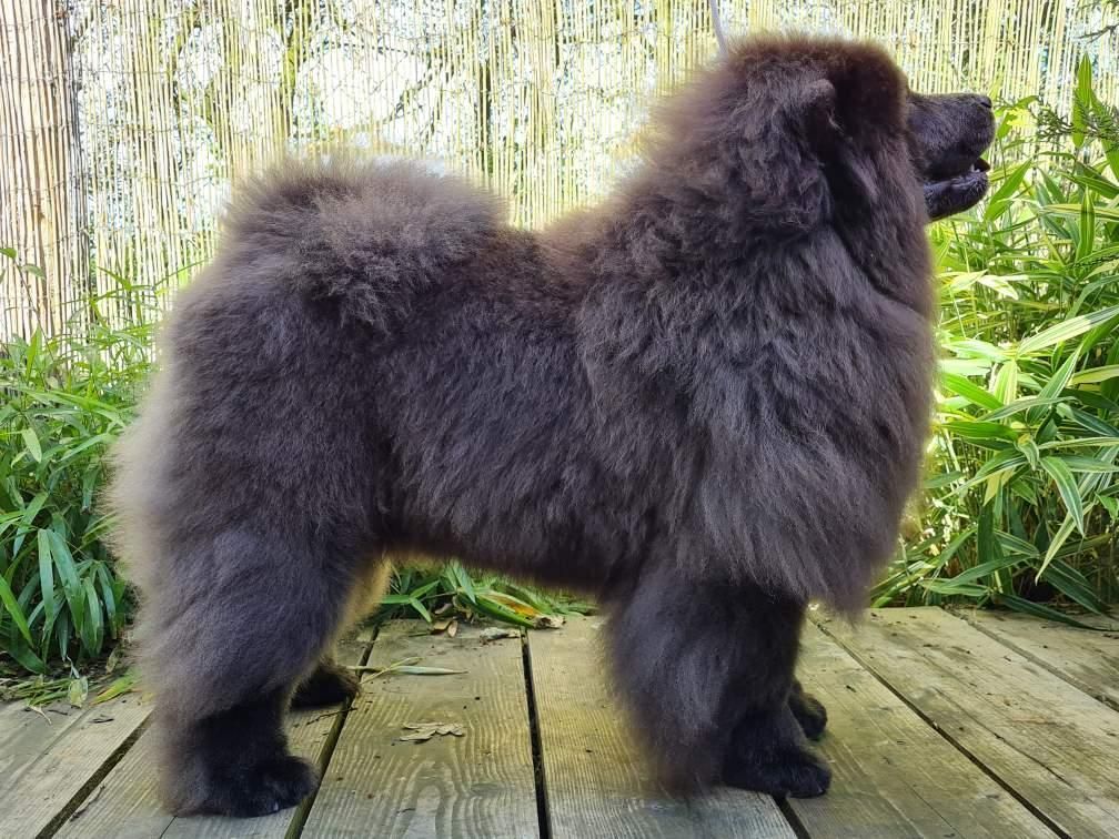 Chow-chow de couleur noire vu de profil