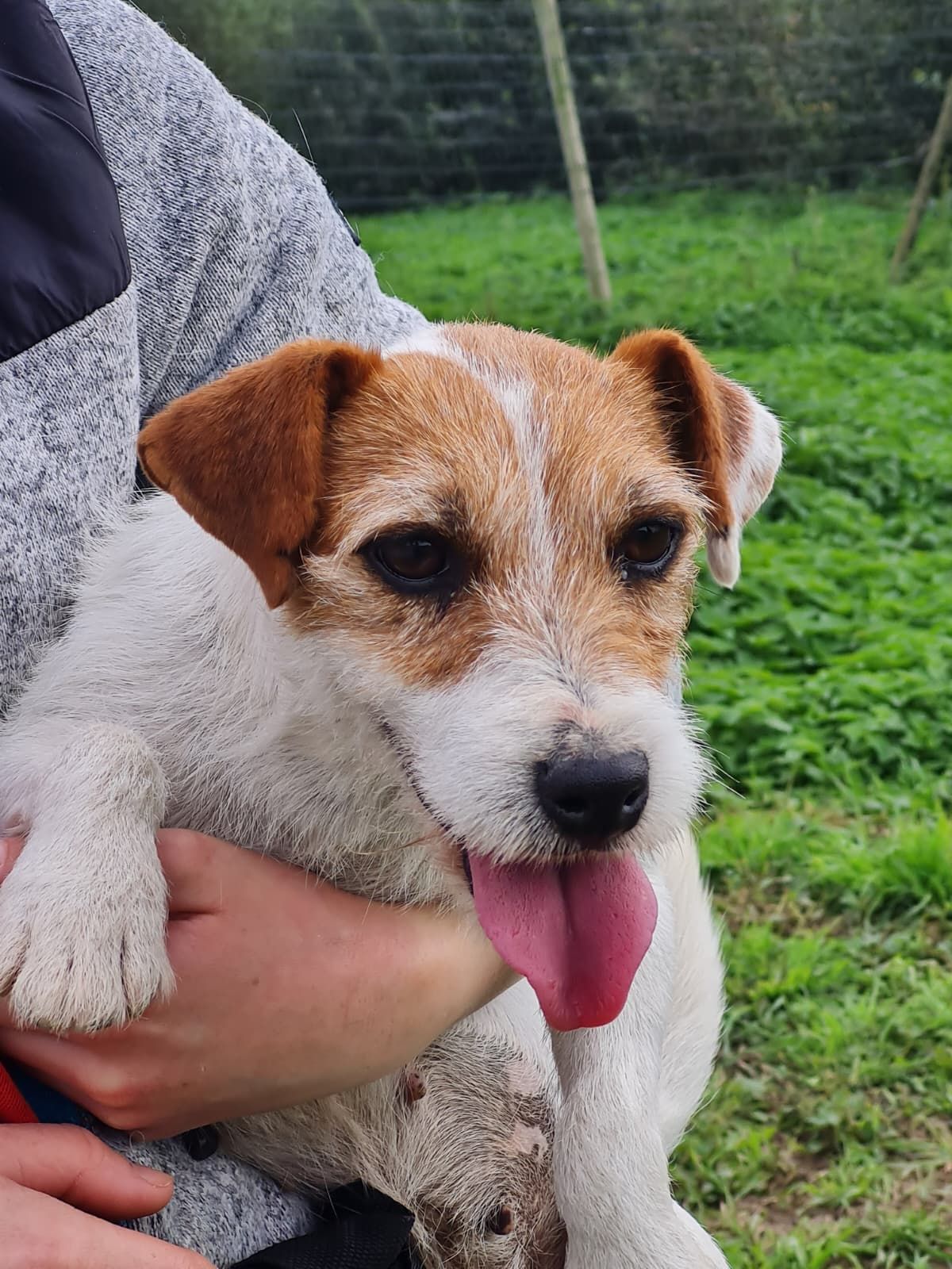 Jack russel femelle fauve et blanc