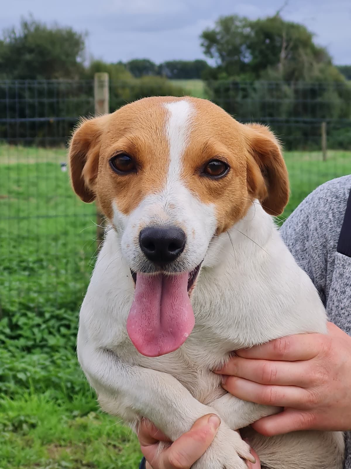 Jack russel femelle fauve et blanc