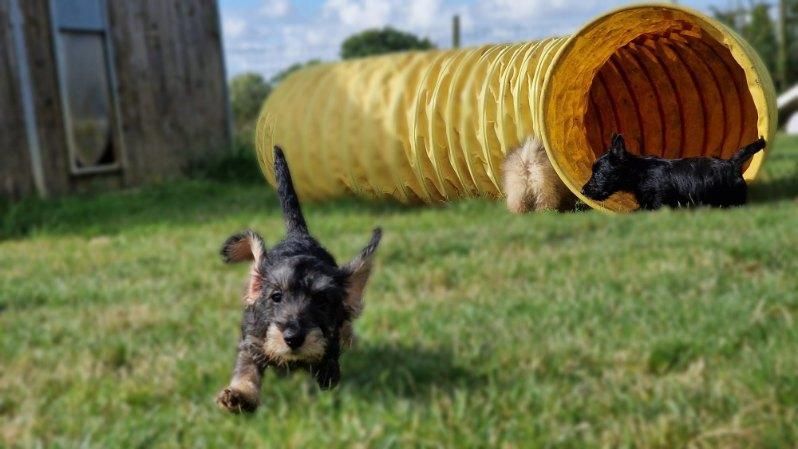 Petit chien bicolore courant dans l'herbe en direction de l'objectif