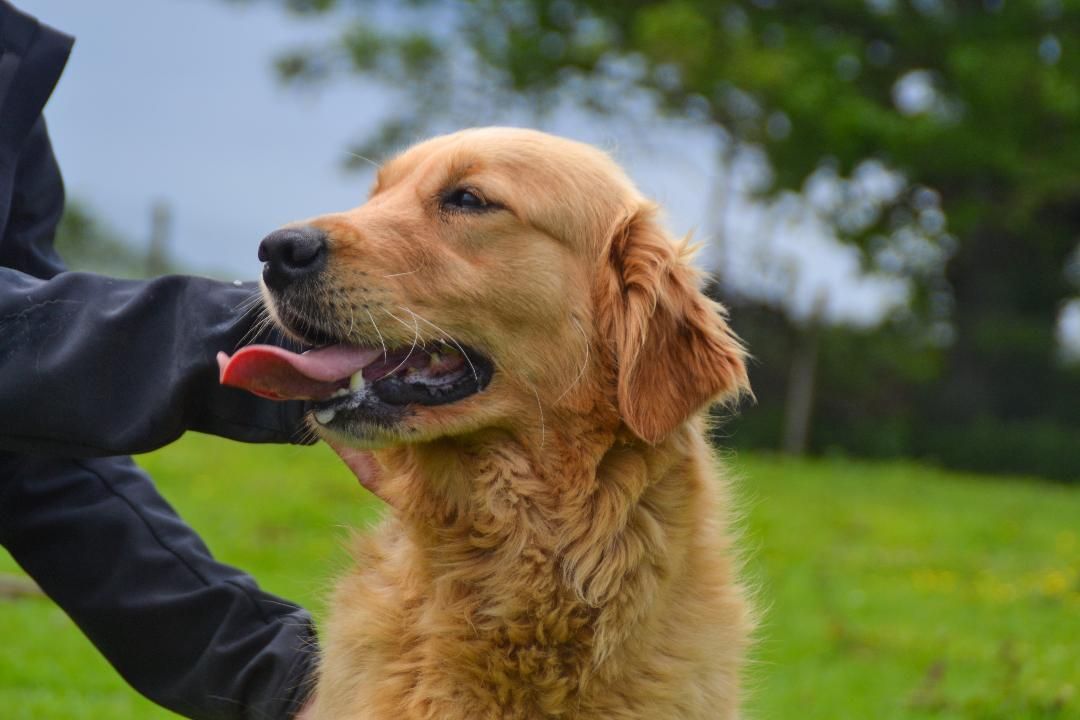 Golden retriever femelle adulte
