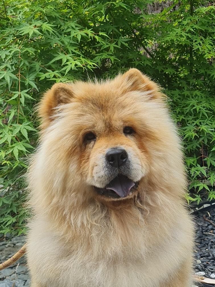 Chien chow chow femelle fauve