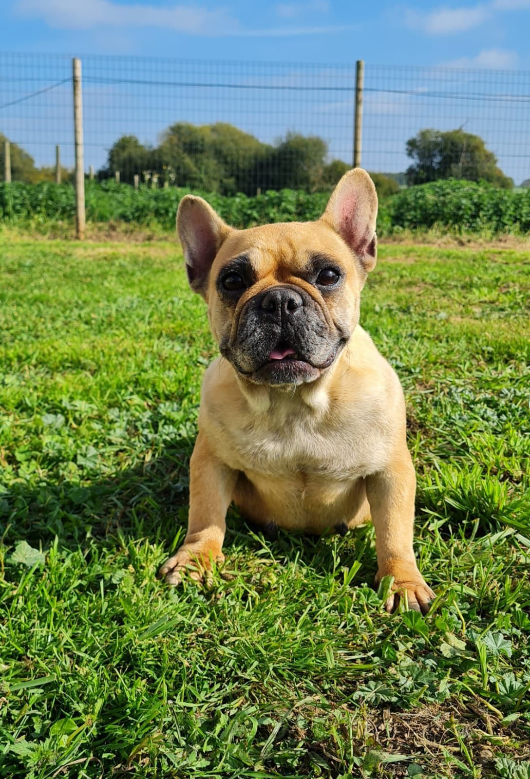Chien bouledogue français femelle fauve