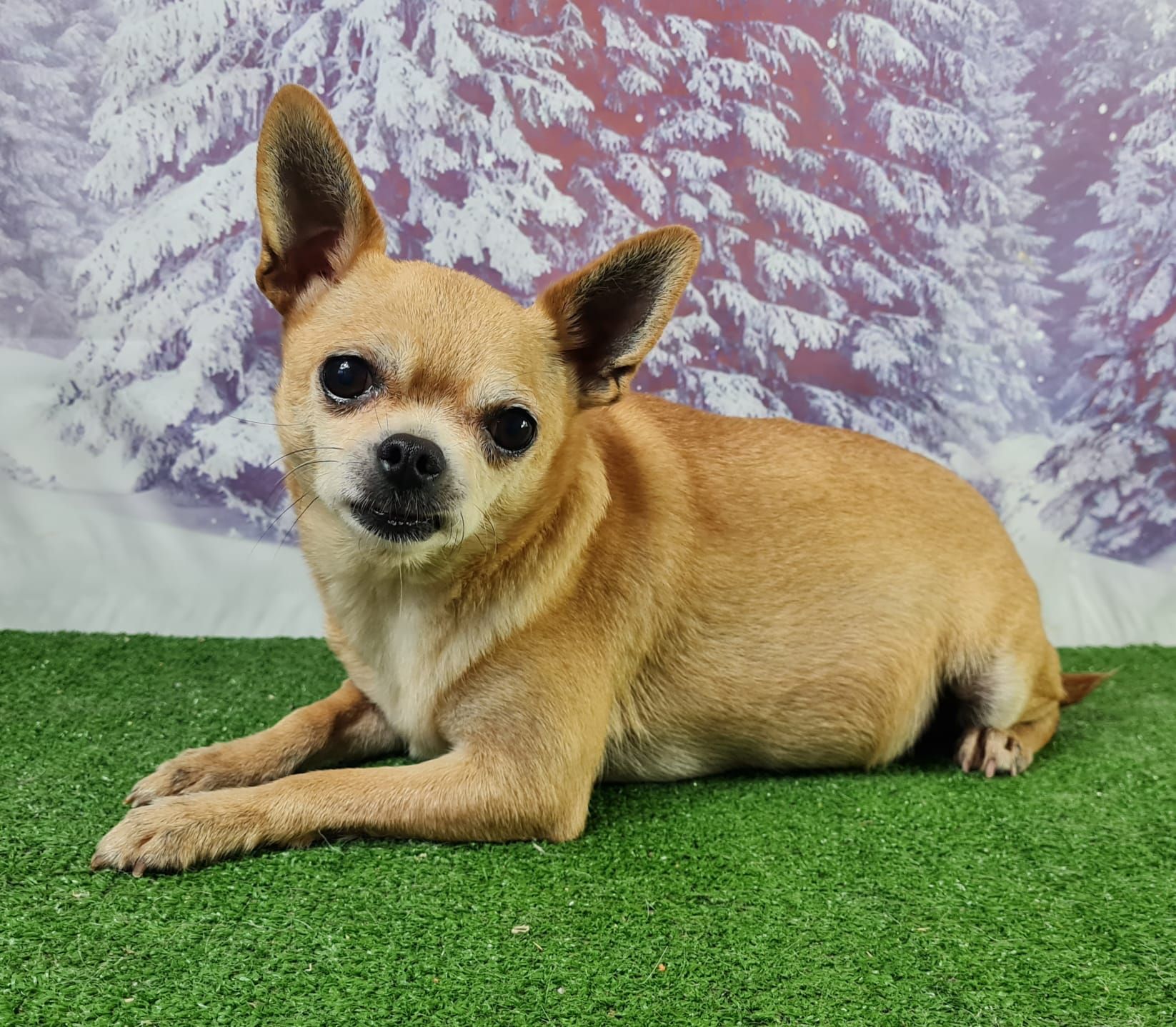 Chien chihuahua mâle