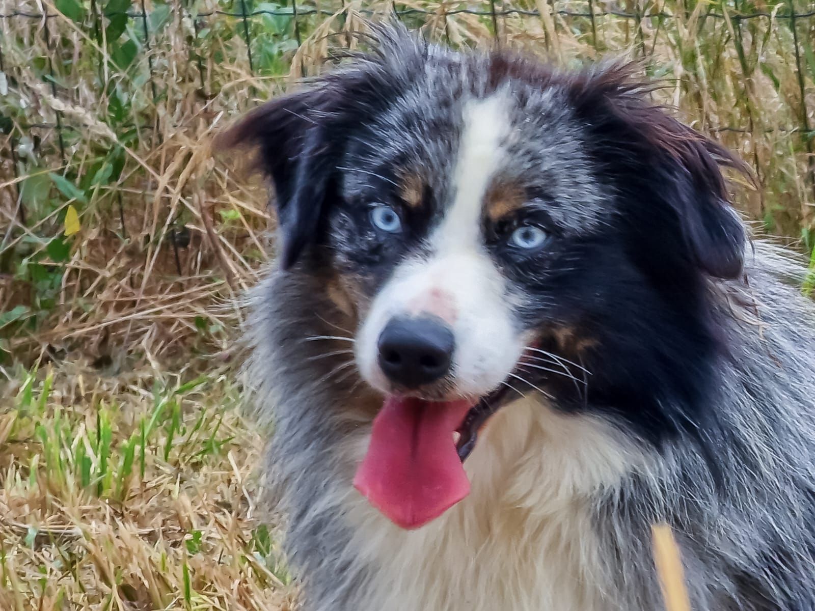 Chien berger américain miniature mâle bleu merle