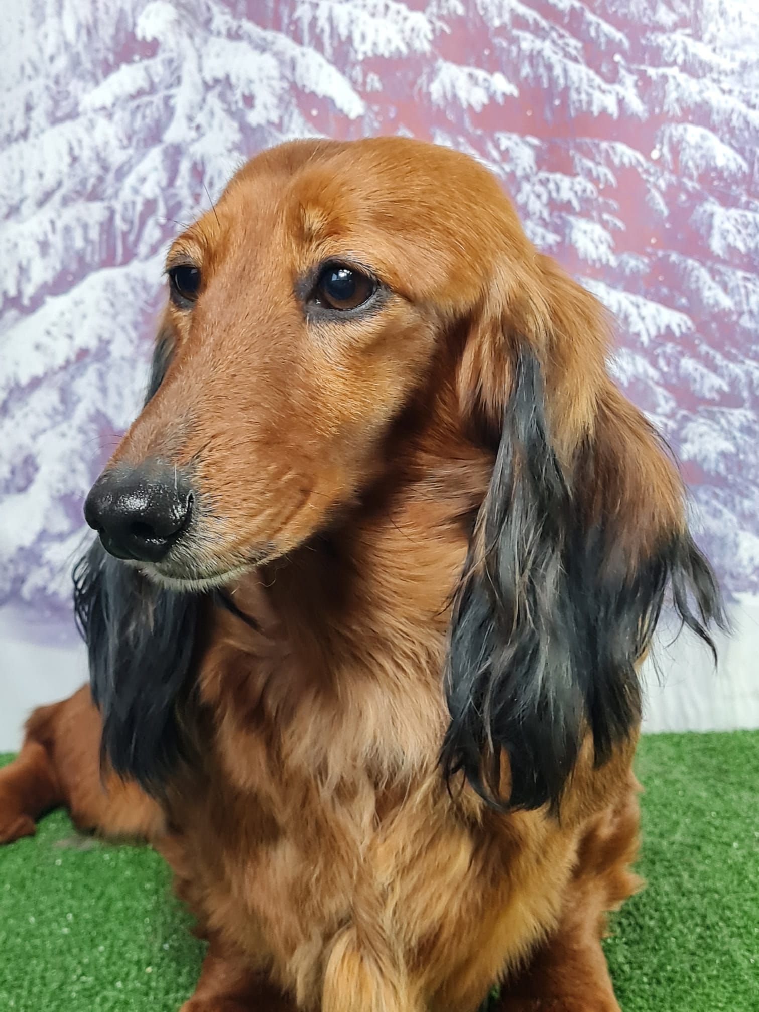 Chien femelle teckel
