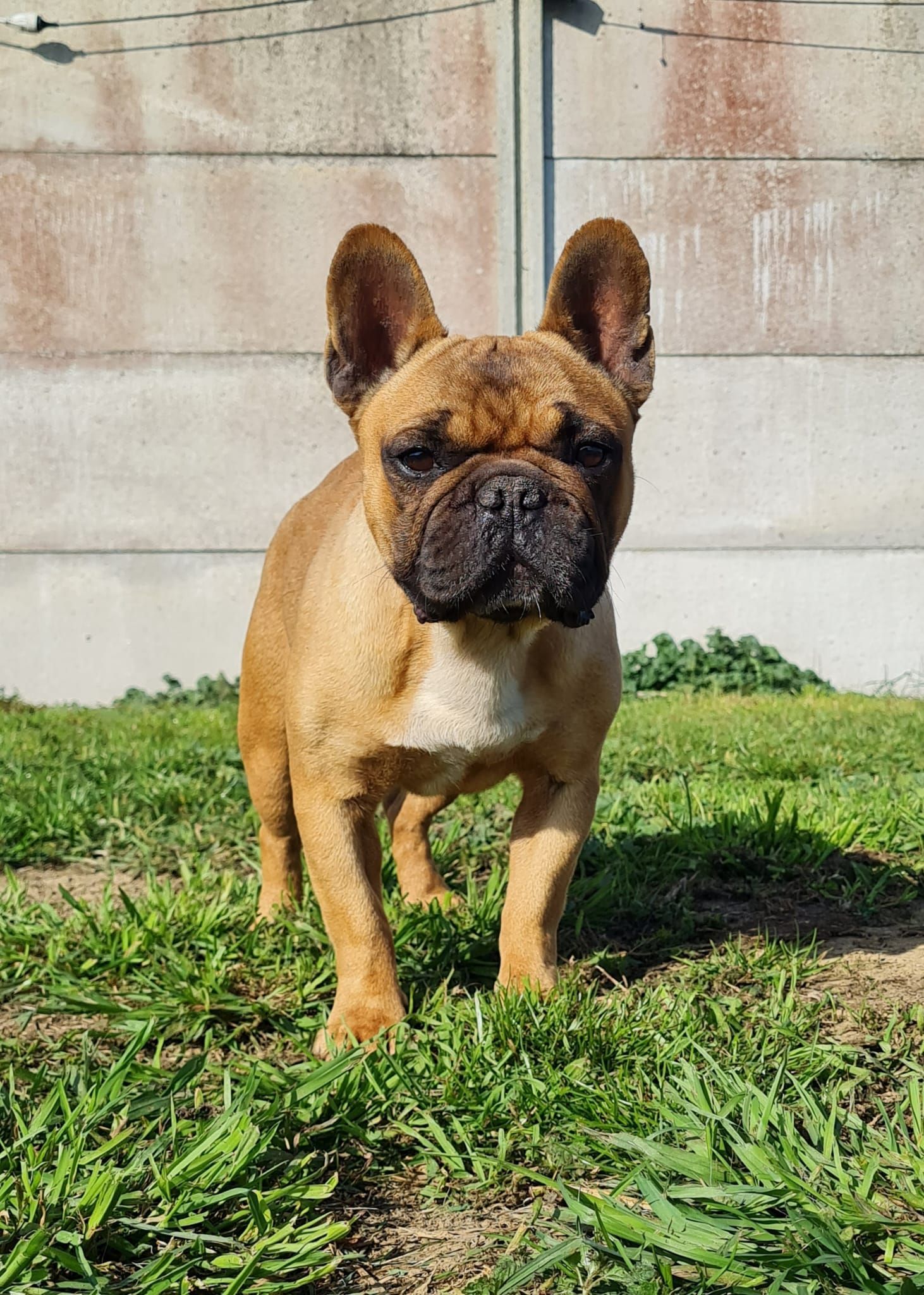 Chien bouledogue français mâle fauve