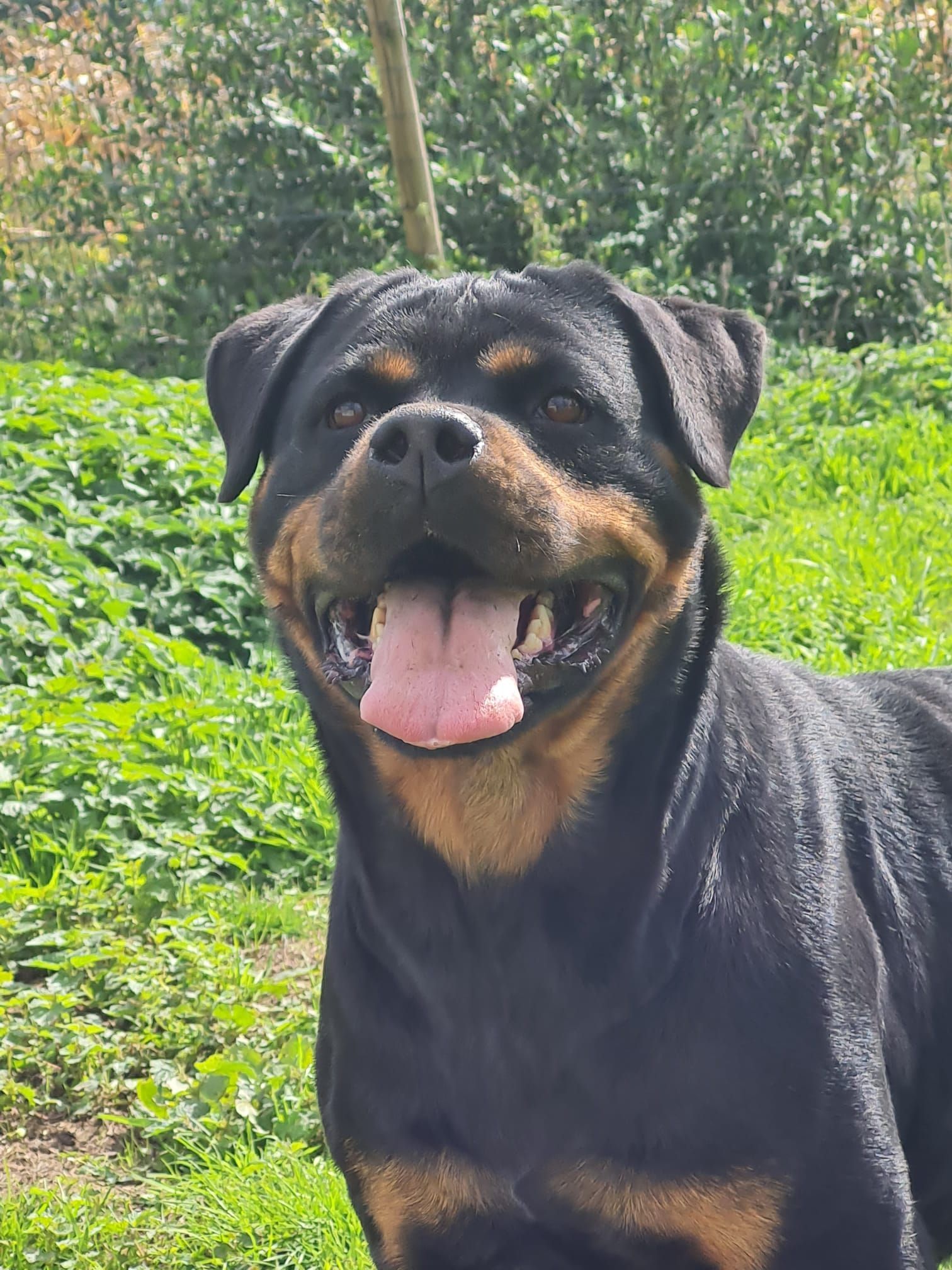Jeune rottweiller femelle