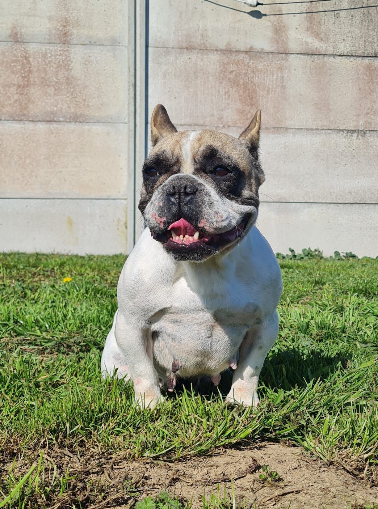 Chien bouledogue français femelle caille fauve