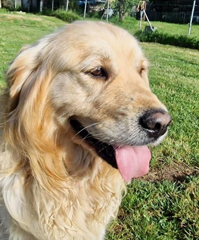 Chien mâle golden retriever