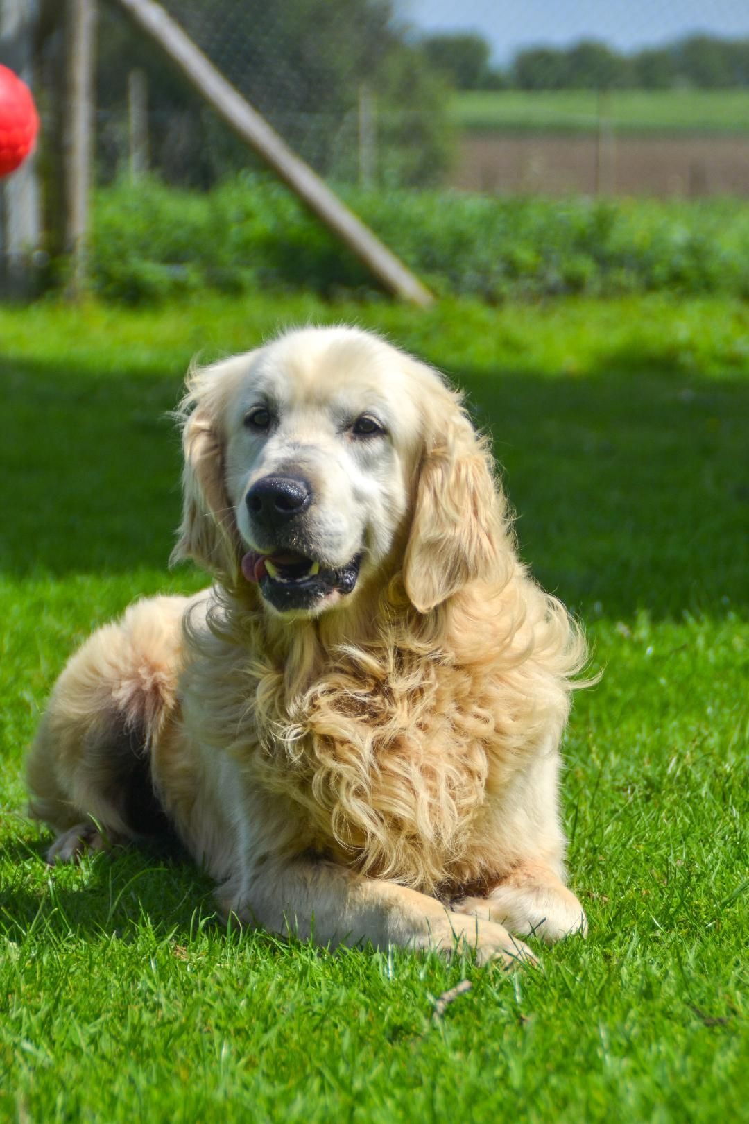 Golden retriever mâle adulte
