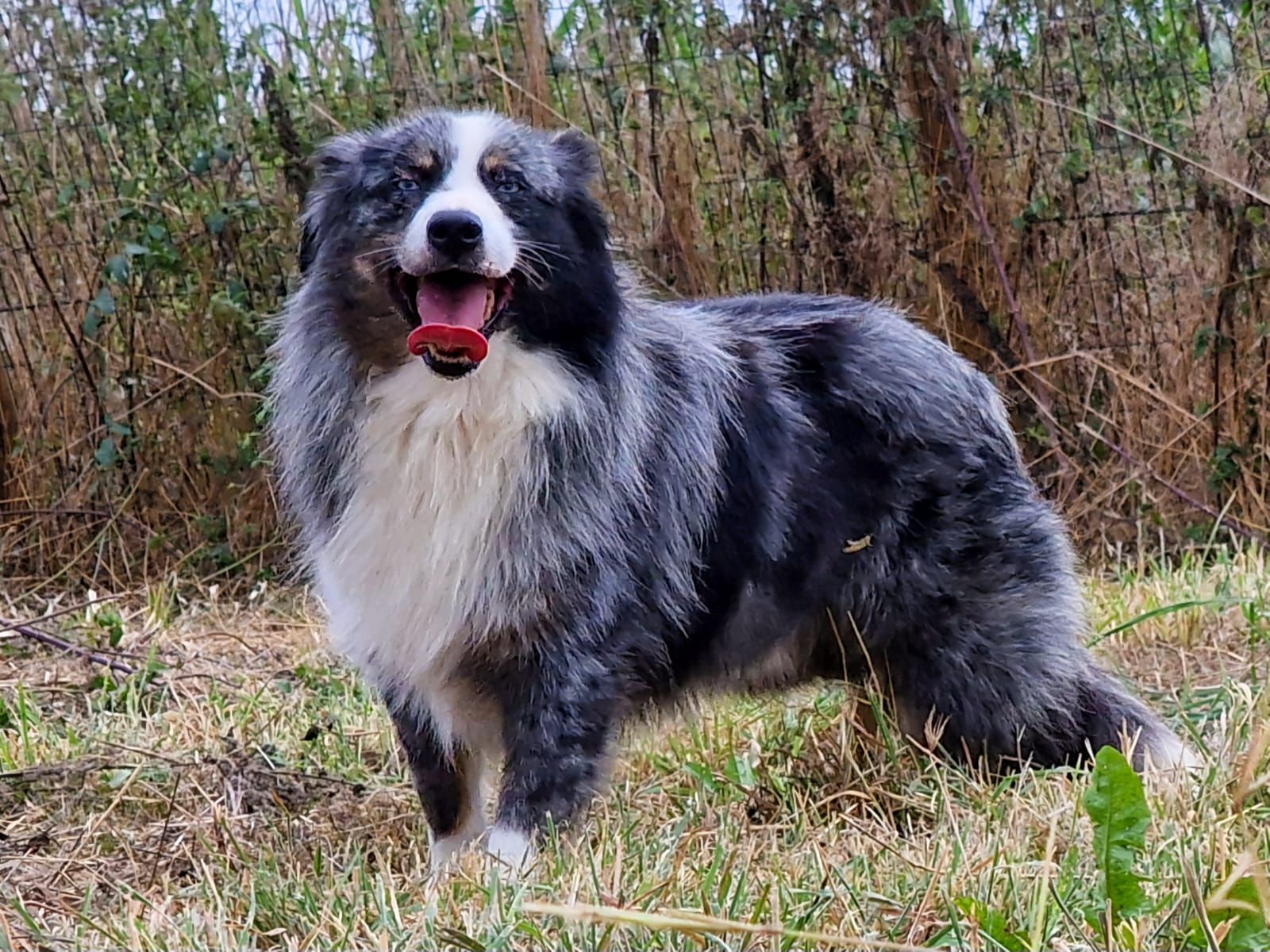 Photo d'un chien entier aux yeux bleus regardant l'objectif