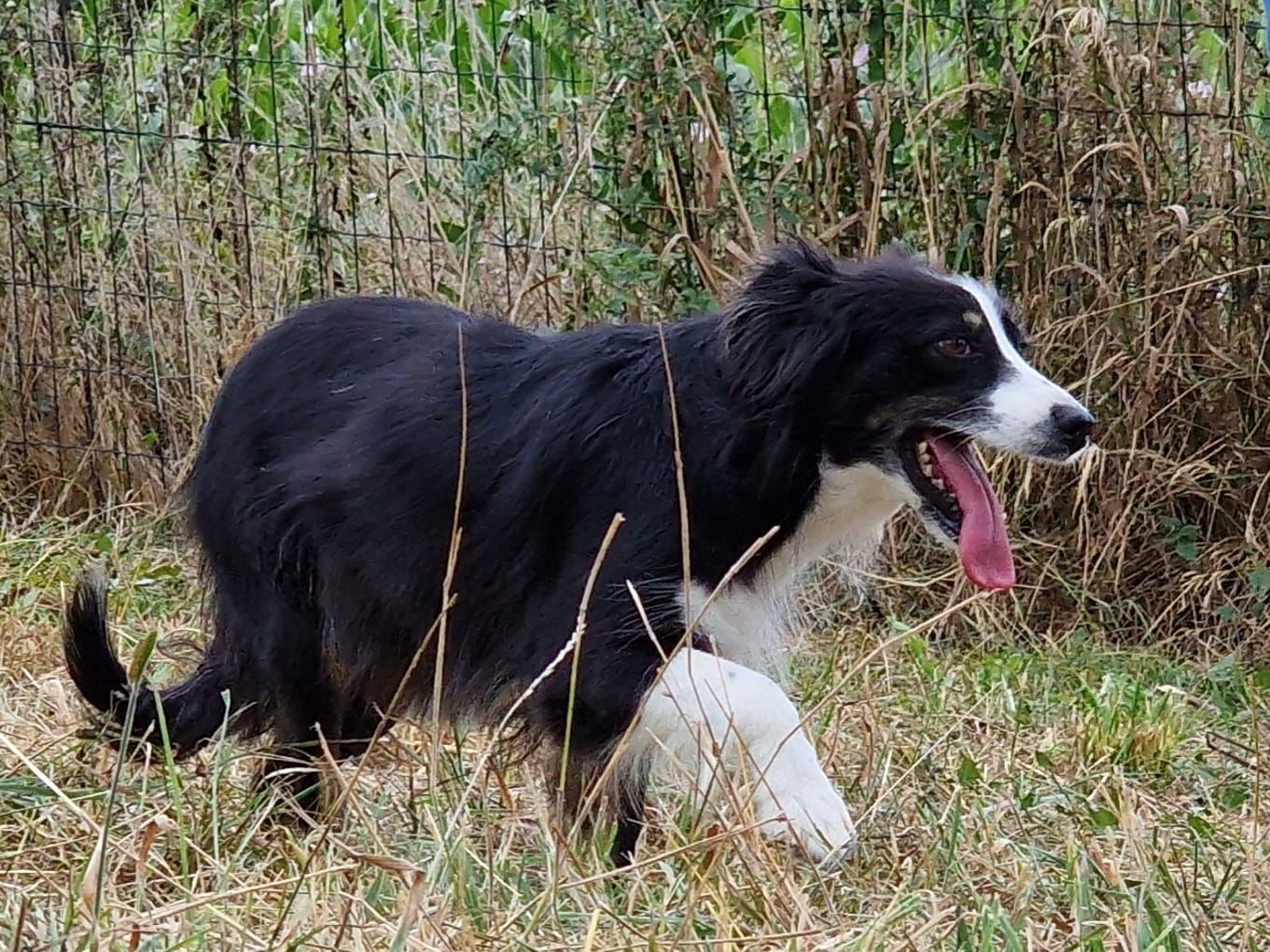 Chien bicolore vu de profil courant dans l'herbe