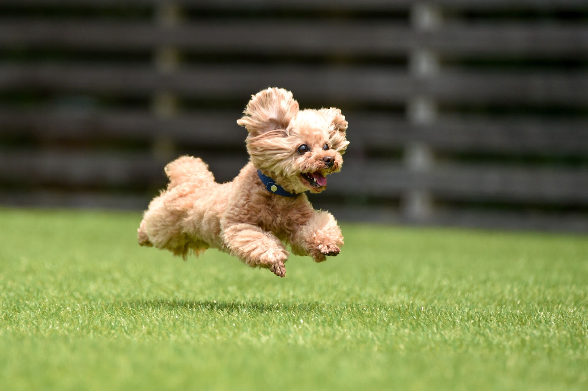Caniche nain courant dans une étendue d'herbe