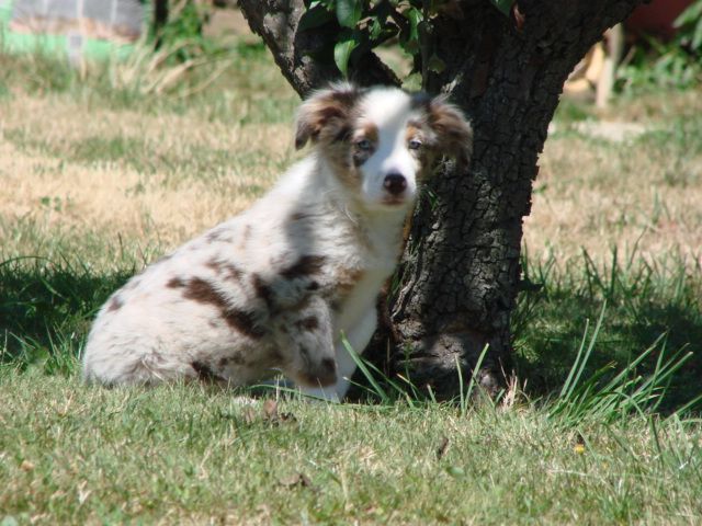 Chien de berger près d'un arbre