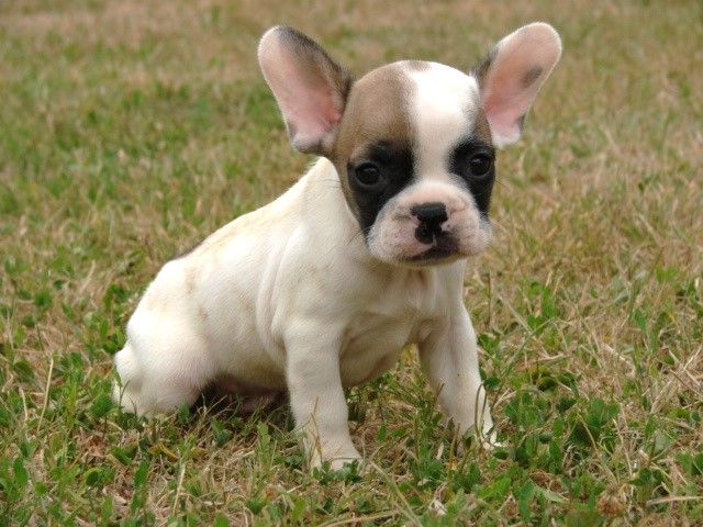 Jeune bouledogue français tricolore assis dans l'herbe
