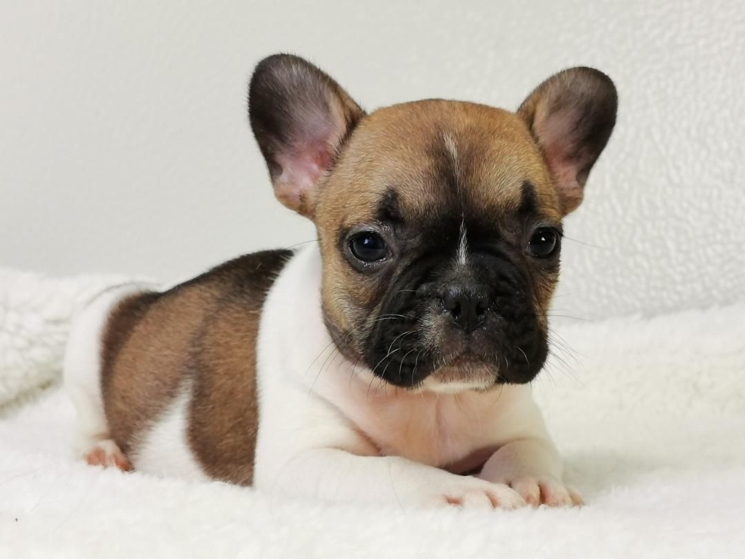 Jeune bouledogue sur un lit