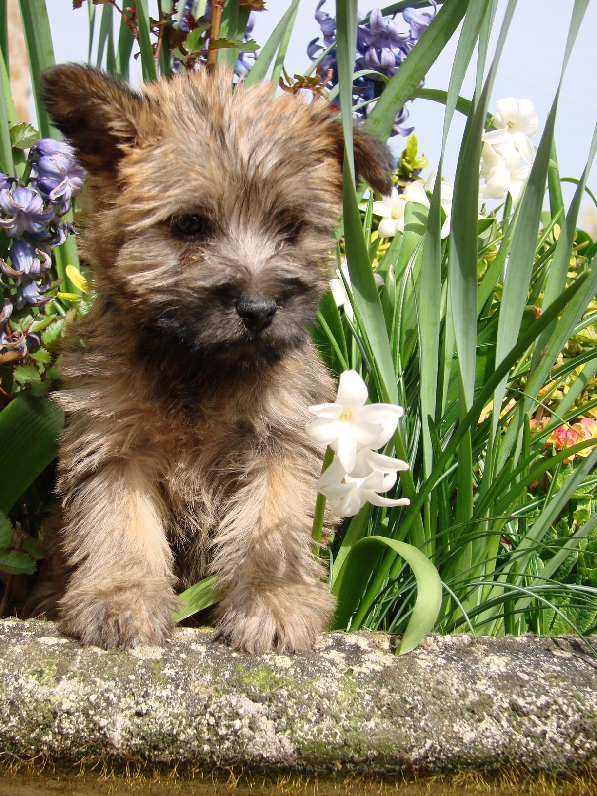 Chiot cairn dans un pot de fleurs