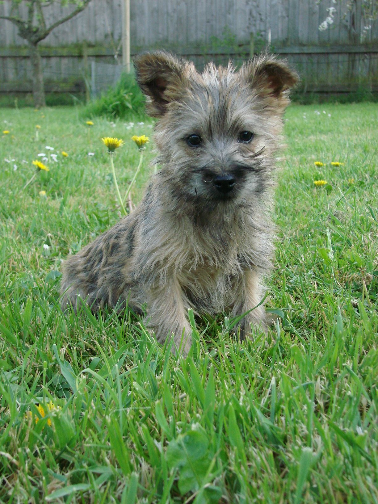 Jeune cairn dans l'herbe