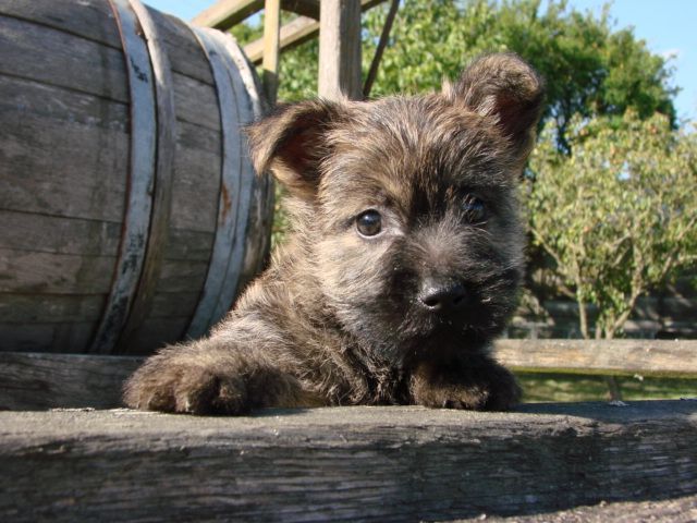 Cairn près d'un tonneau