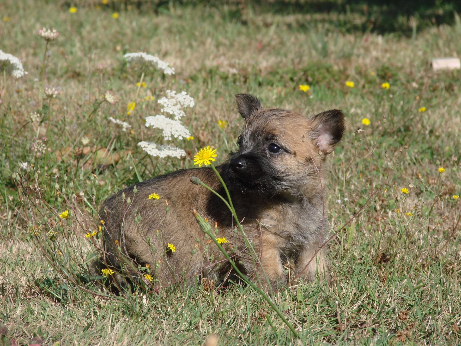 Jeune cairn au milieu de fleurs dans un jardin