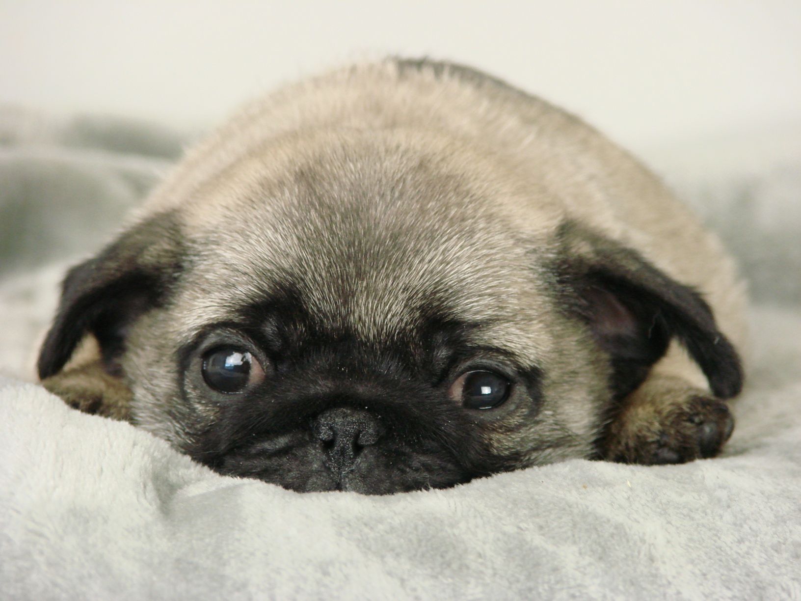 Carlin allongé sur une serviette