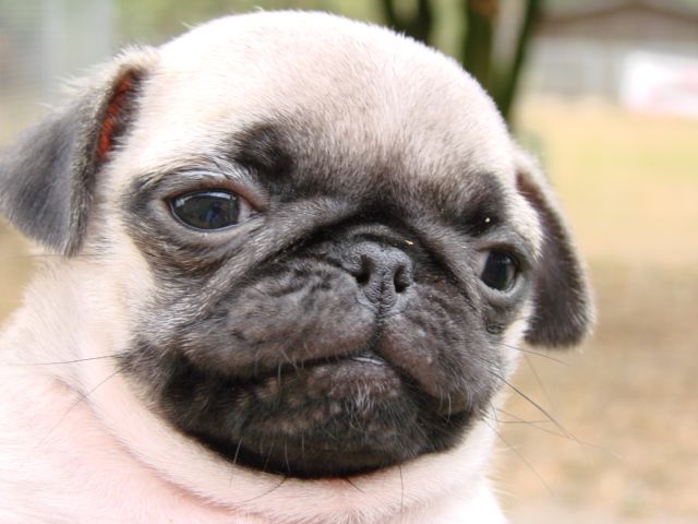 Portrait d'un carlin en gros plan