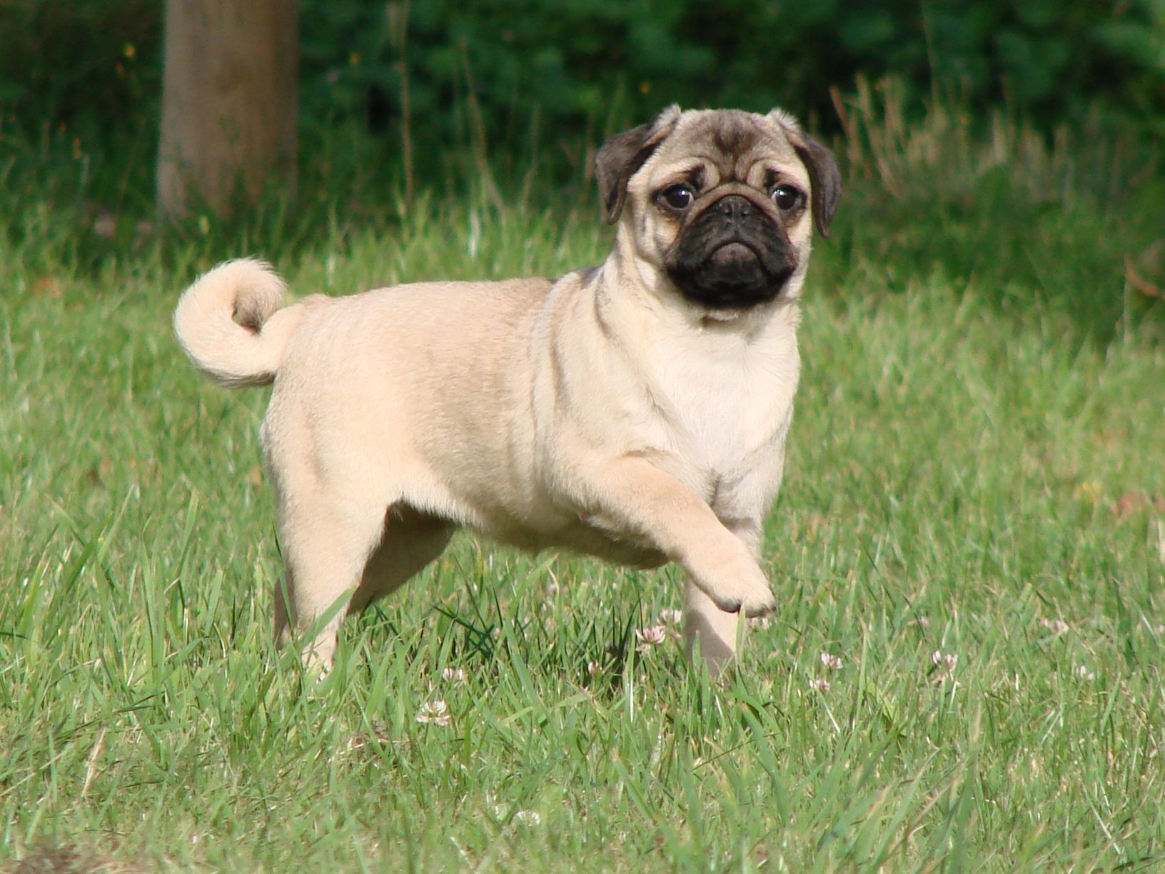 Jeune carlin debout dans l'herbe