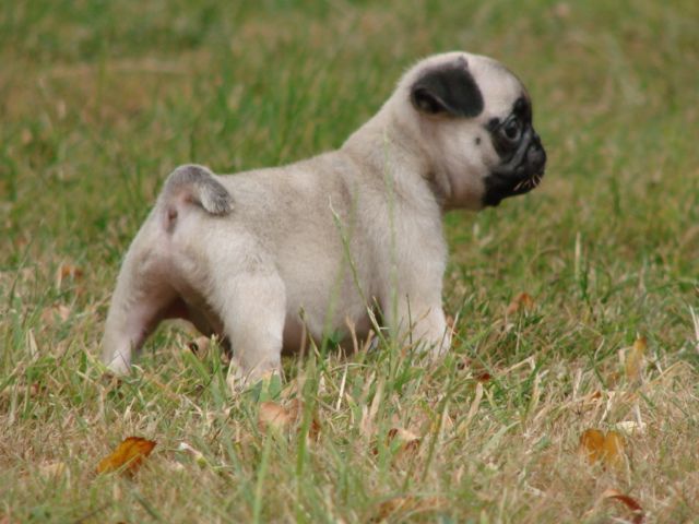 Portrait d'un jack russell