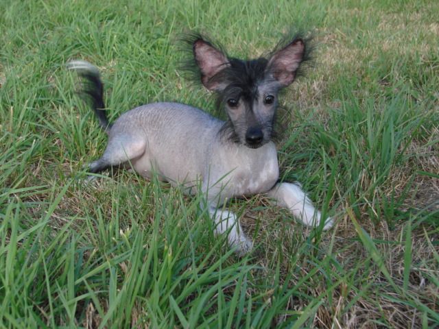 Chien chinois rigolo