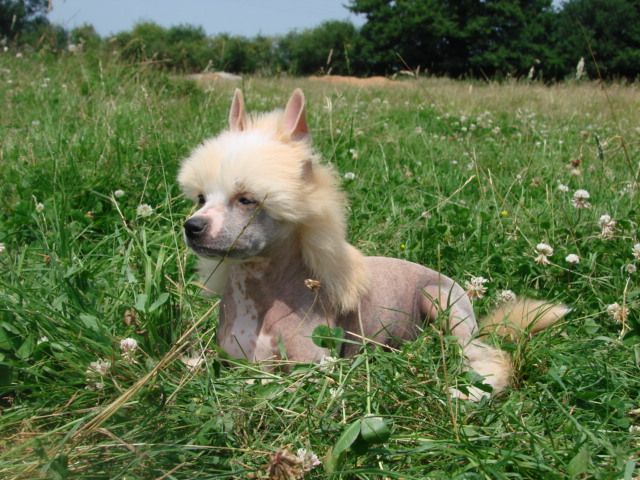 Chien chinois à crête