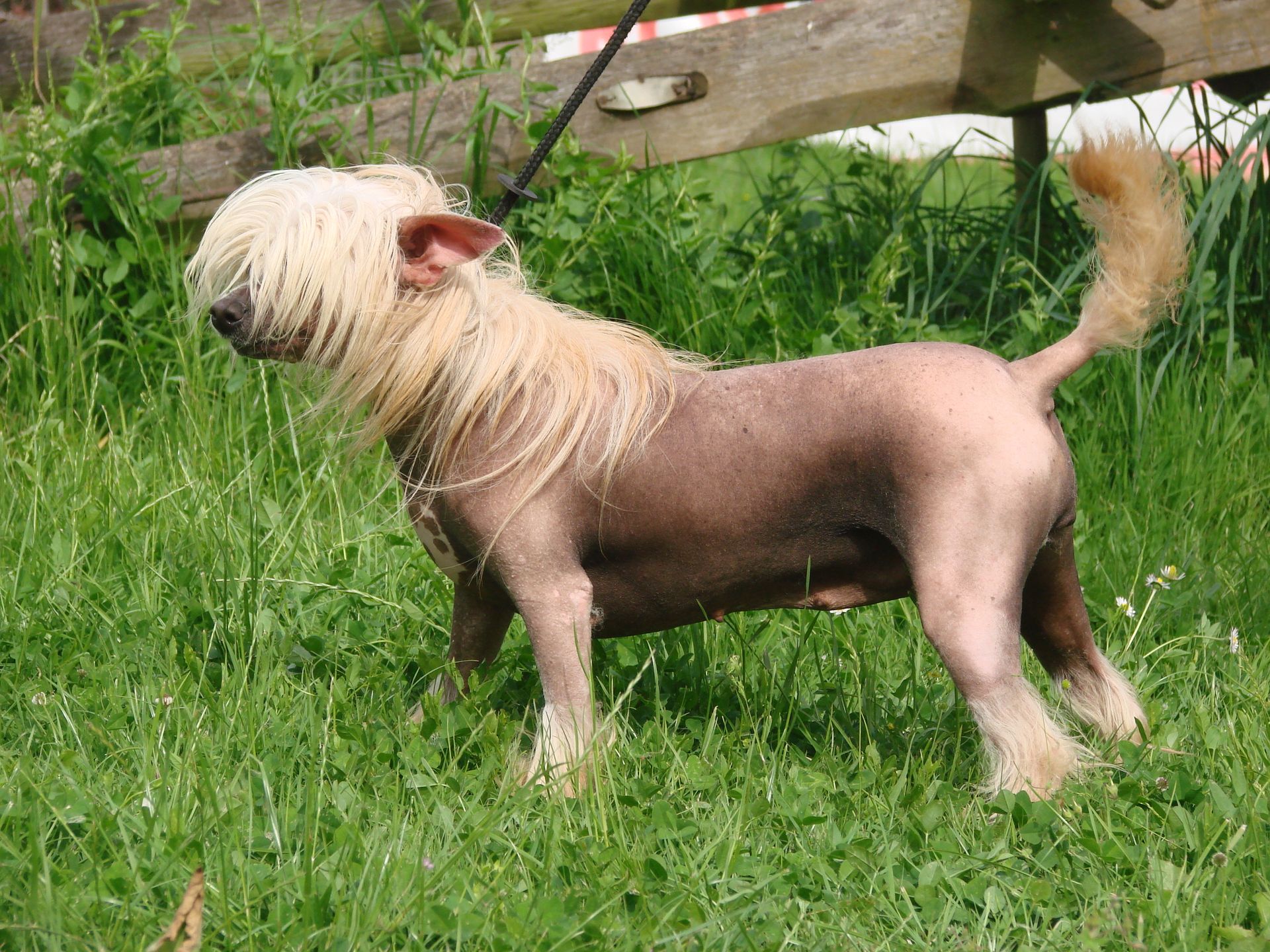 Chien chinois dans l'herbe